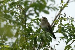 Eurasian River Warbler